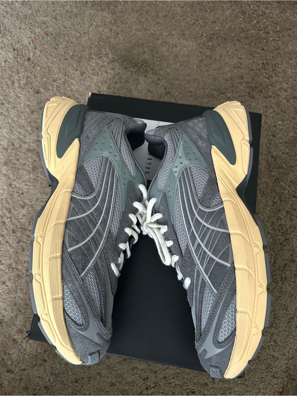 Puma velophasis sz12